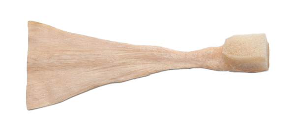 https://paragon28.com/app/uploads/2025/10/Achilles-Tendon-w-Bone.png