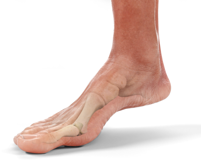 Foot_CMYK (002) https://paragon28.com/app/uploads/2026/10/Foot_CMYK-002-640x516.png
